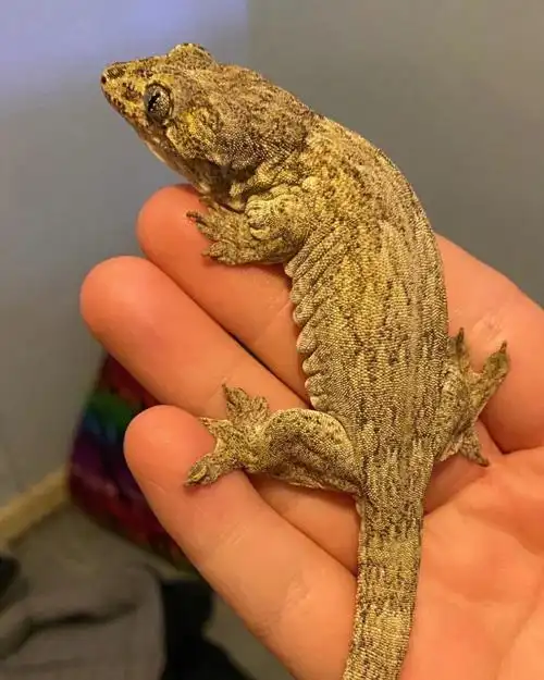 丛林伪装大师太平洋巨人守宫