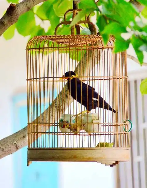 线描班级――《笼子里的鸟》