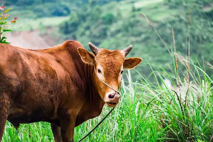 乡间的黄牛自然风景生态摄影