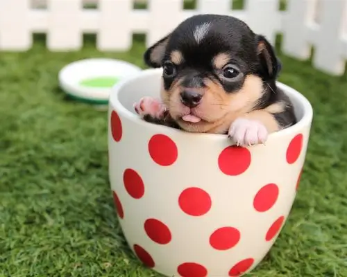 可爱的小狗在杯子里 iphone 壁纸