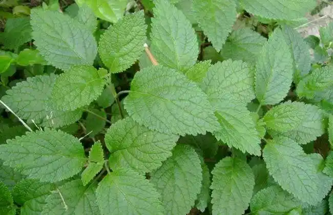 藿香叶子