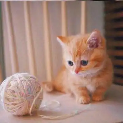 萌猫头像2021新款式