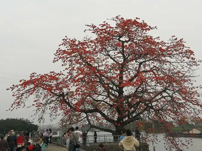 尖东半岛花园的木棉树