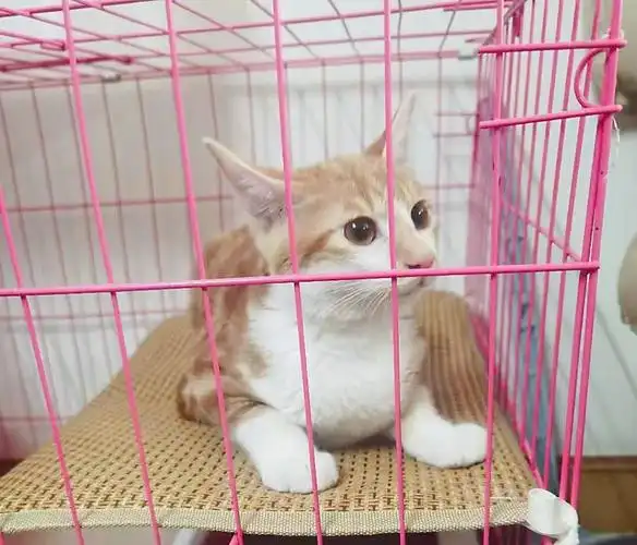 上海崇明3月龄美短串橘猫弟弟找家