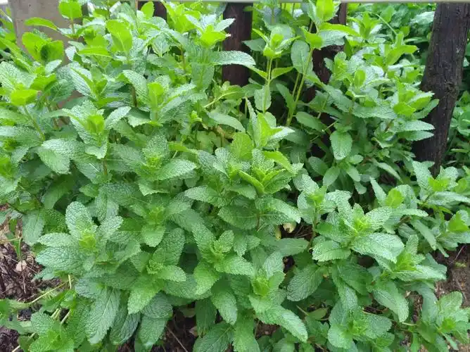 走近自然 大鲸有约 ——小学生亲子互动活动主题