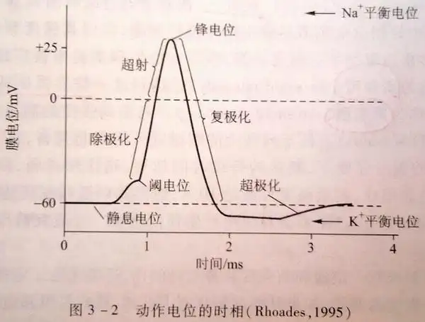 去极化:生物膜受到刺激或损伤后,膜内外的电位差逐渐减小,极化状态