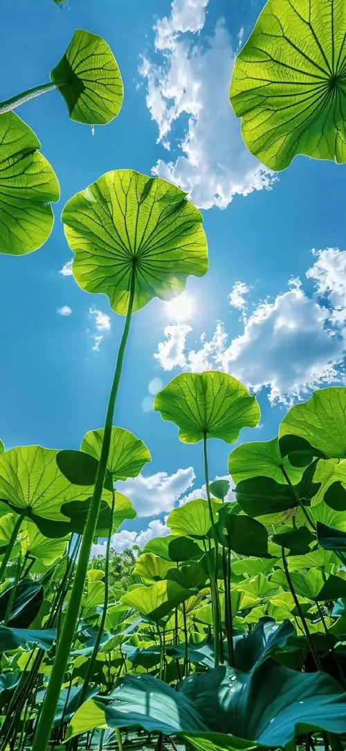 高清壁纸##健康生活