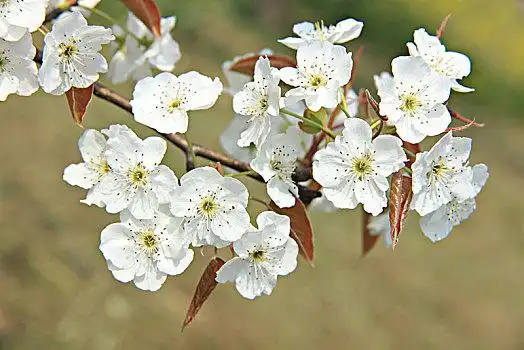 美丽的梨花图片_美丽的梨花图片大全_美丽的梨花图片素材