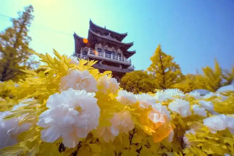 2021洛阳牡丹花会时间,花开四月,我在最美的洛阳等你!