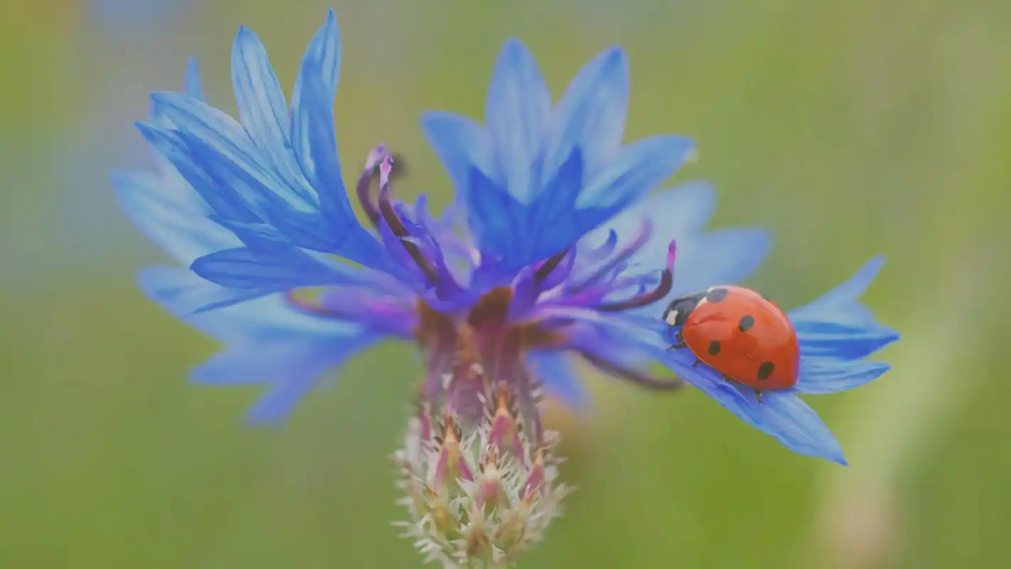 清新淡雅的花卉图片桌面壁纸,清新淡雅的花朵悄然绽放的美丽,这是美桌
