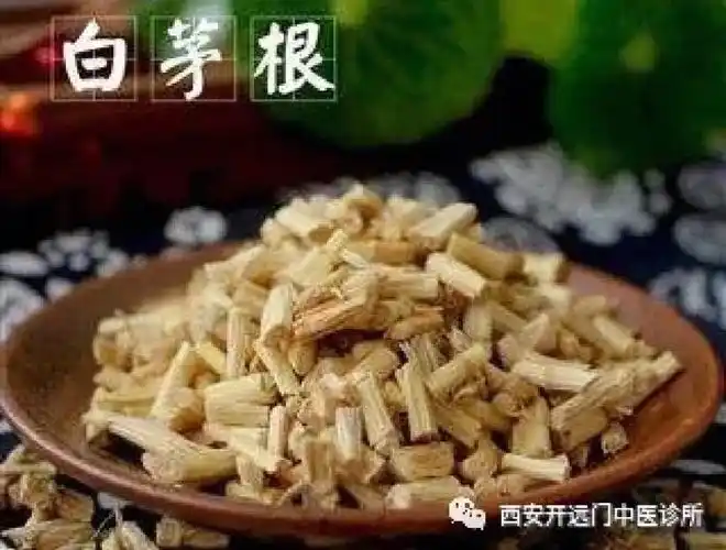 中医小课堂白茅根