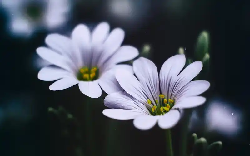植物壁纸,唯美,护眼,花卉,植物,高清,清新,摄影,微距,壁纸,1920x1200