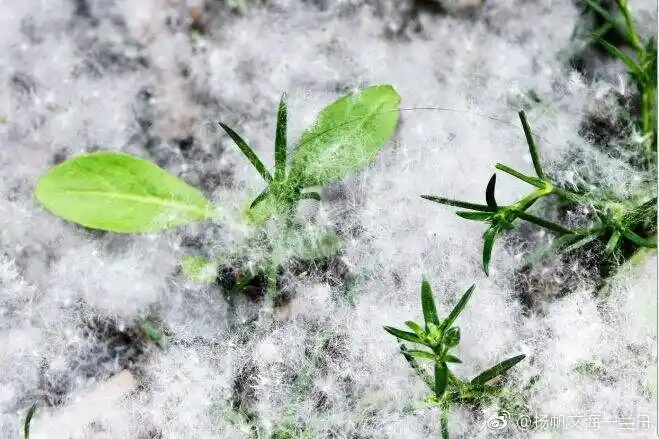 扬帆文海一兰舟 柳絮纷飞 www.52shici.com 诗词吾爱网