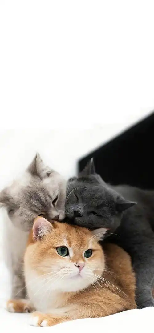 锁屏壁纸##可爱的终点是奶猫
