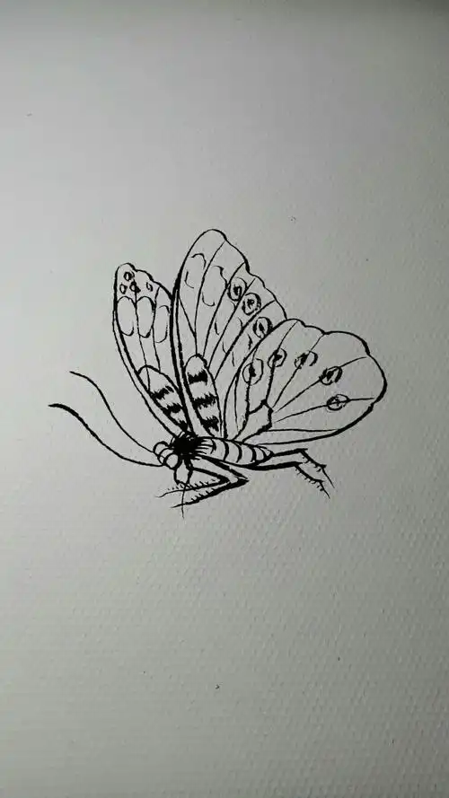 你喜欢的样子我都有#蝴蝶白描教程