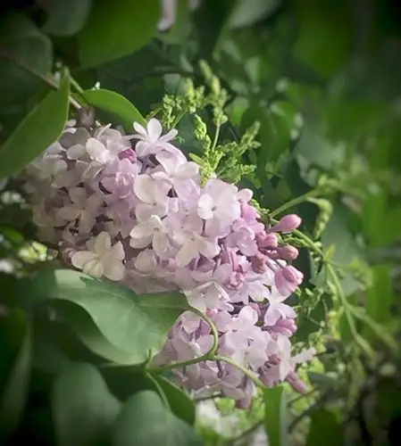 花开正艳的重瓣洋丁香(手机拍)