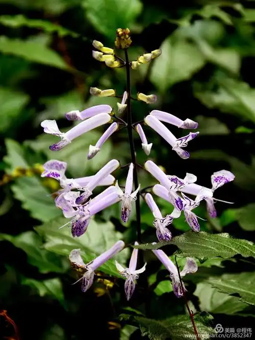 百花争艳!(续篇一) - 美篇