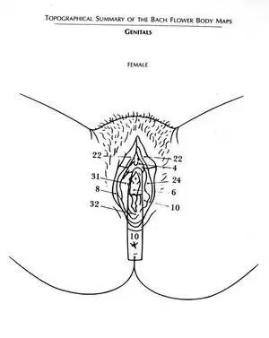 男女性生殖系统简笔画人体卵巢简笔画