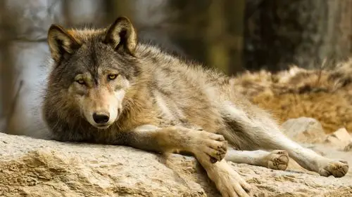 首页 动物与鸟 狼 狼休息,捕食者,石头 壁纸 狼休息,捕食者,石头 桌布