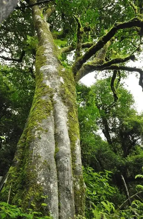 拥有树龄高达 2700余年的古茶树王 是迄今发现的 世界最古老的野生