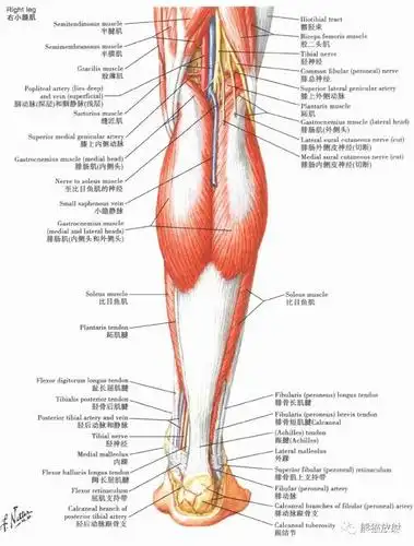 骇人听闻的"小腿肌肉阻滞术"副作用有多少,你知道么?