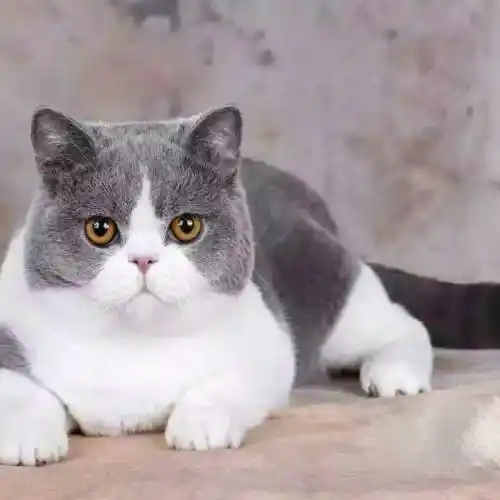 这是什么品种的猫大爷