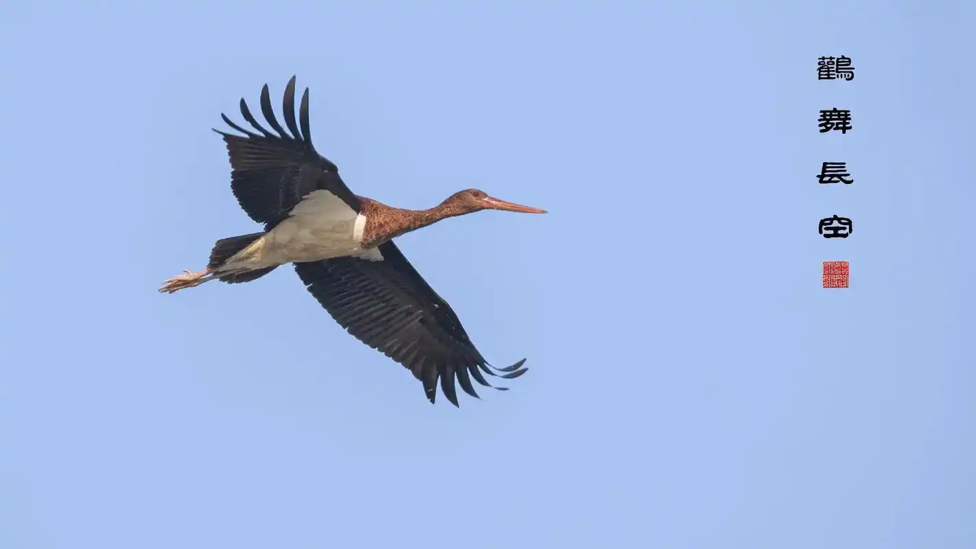 国画风鸟片 - 雨 田 - 抖音