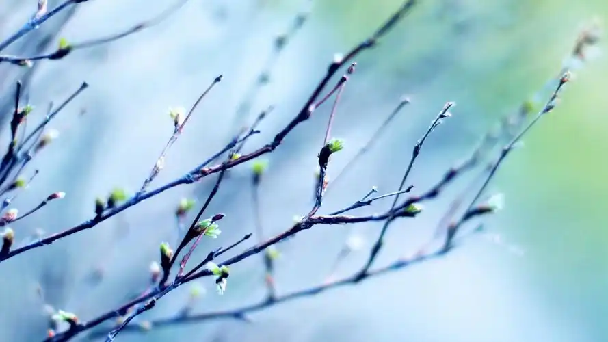 春天树梢上的嫩芽植物桌面壁纸下载 第一辑-植物壁纸-壁纸下载-美桌网