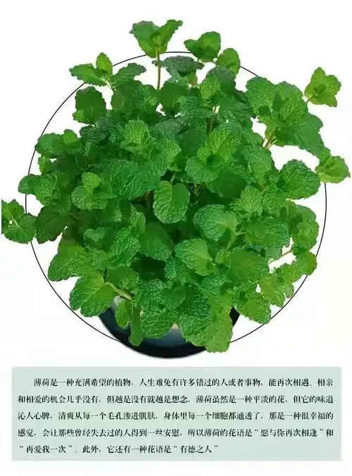 薄荷盆栽可食用薄荷叶客厅阳台绿植室内花卉薄荷苗驱蚊