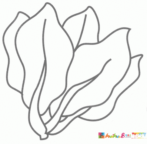 菠菜的简笔画笔画怎么画