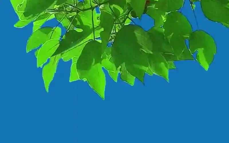 诸葛老王-抖音电商操盘手必修课