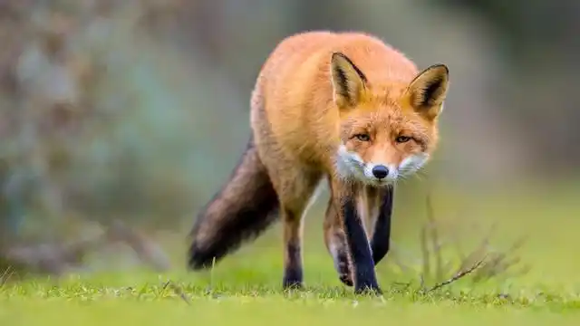 澳大利亚"兔灾"没搞定,狐狸又泛滥成灾,每年吃掉3亿野生动物