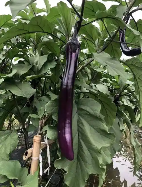 茄子善茄紫龙杂交种子紫红色线茄早熟高产抗病家庭园艺种子