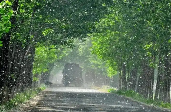 【健康】杨柳絮飞舞,谨防过敏