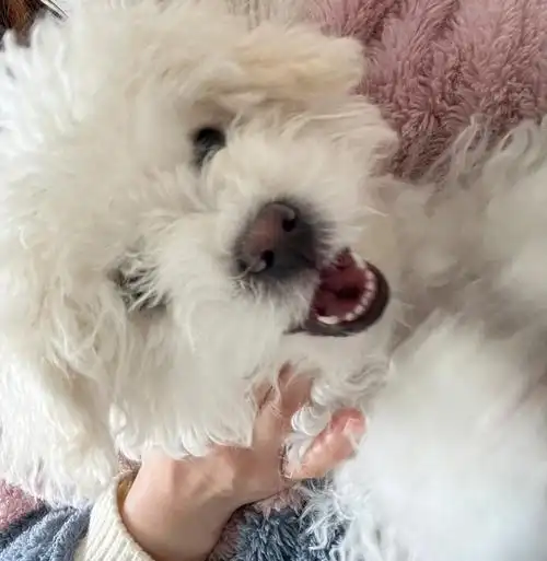 今天突然发现我家宝的牙齿好奇怪,前面那排小牙齿像"凸"字形状,鼻子也