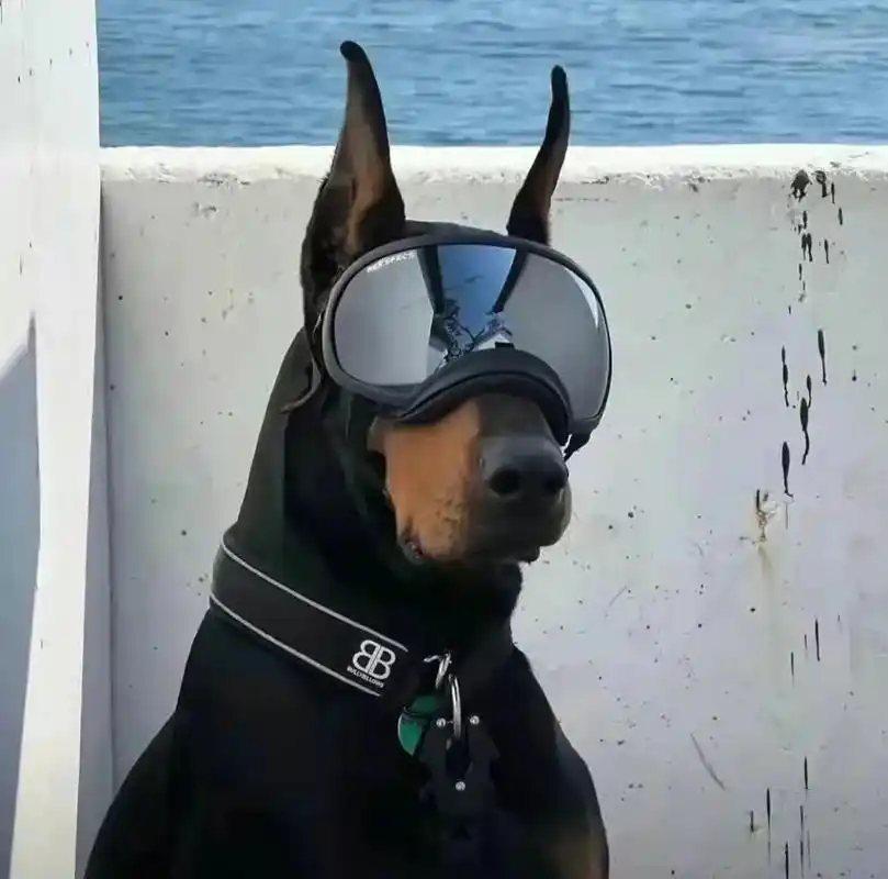 背景图 #微信背景 #男生头像  #杜宾  - 抖音