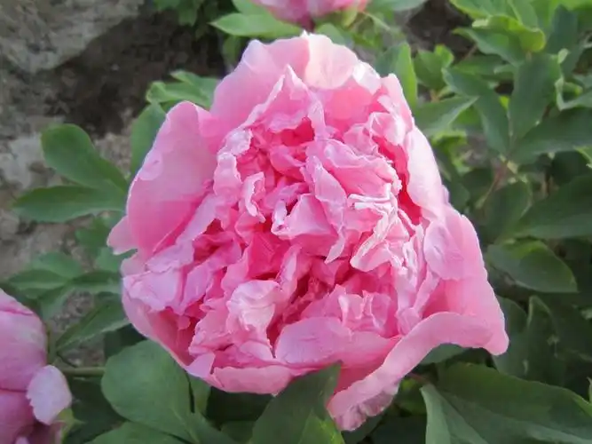 银红娇艳_牡丹籽油,牡丹蕊茶,牡丹,芍药,鲜切花,绿