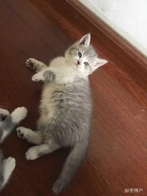 或者丑到极致的串串猫?