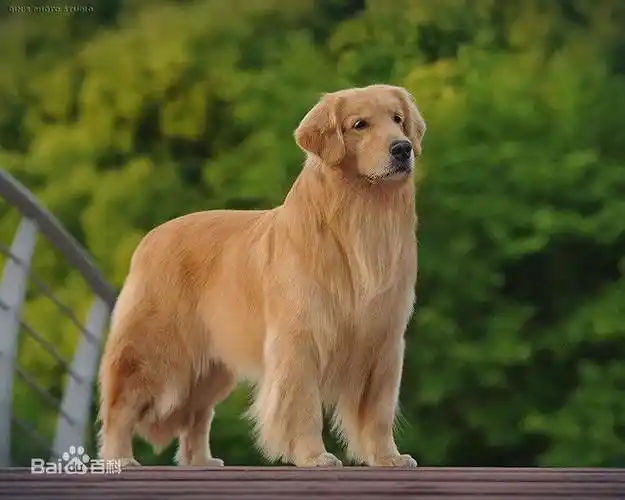 金毛犬(英语:golden retrie.