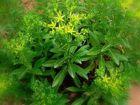 怎样种植景天三七