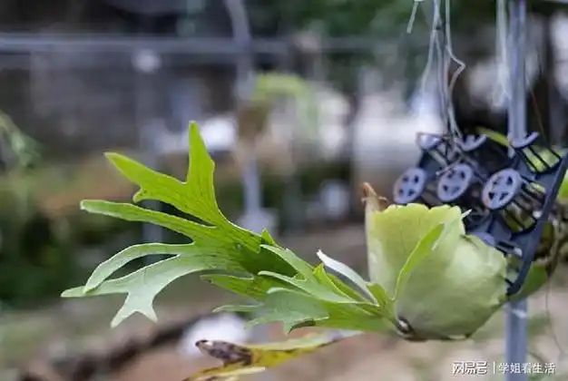 这10种花名带动物的花儿奇特别致简单好养你见过几种