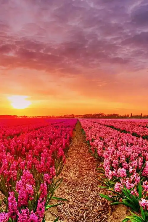 人间仙境花海图片,鸟语花香人间仙境图片