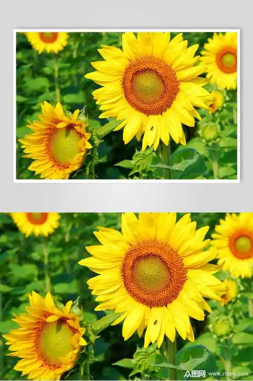 向日葵高清图片模板下载-编号1673421-众图网
