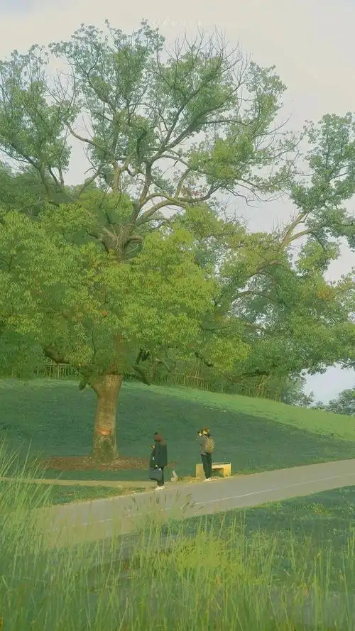 风景手机壁纸清新绿色系