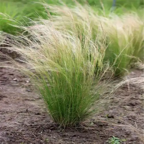 多年生常绿草本 细茎针茅 墨西哥羽毛草 别墅公园行道植裁 瑞景