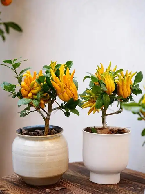 上海花店冬日居家好伴侣小佛手盆栽上线啦