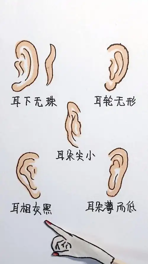 五种耳朵五种辛苦命看看有你吗