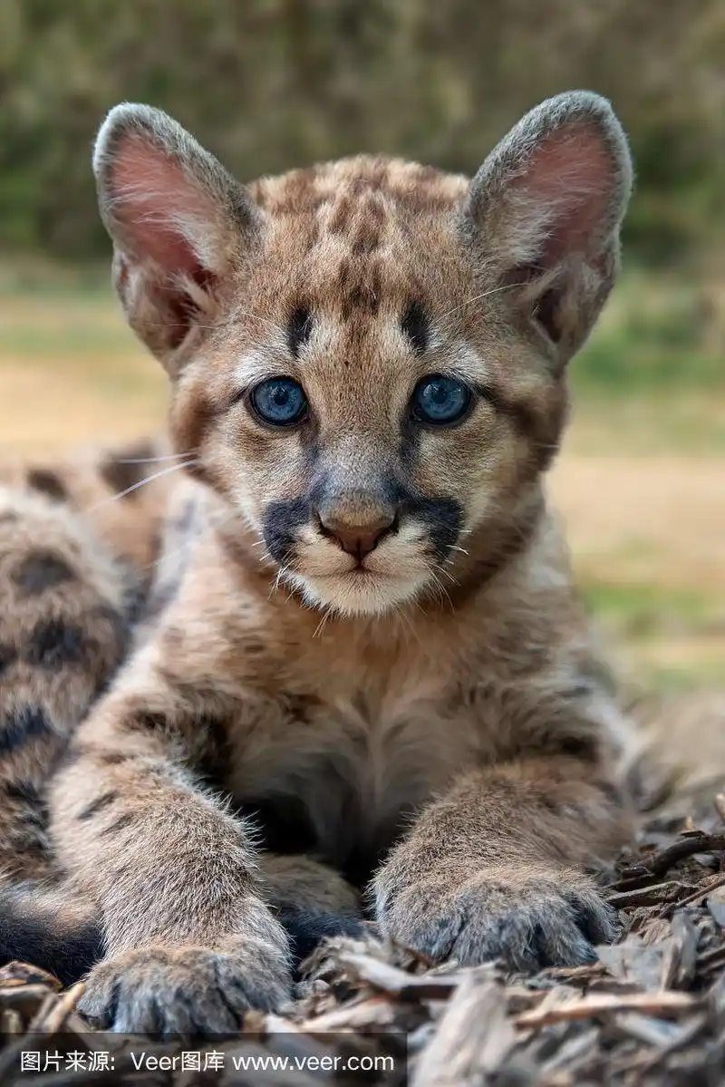 美洲狮,彪马,婴儿,可爱的,野生动物