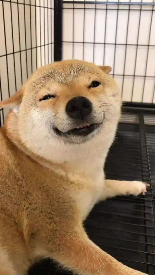 柴犬的笑真是太治愈了,非常的暖心,看着就很舒服