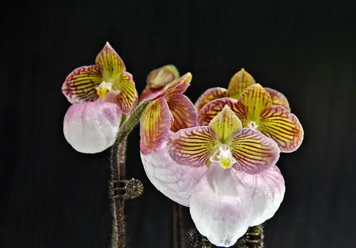 精品兰花赏析------硬叶兜兰